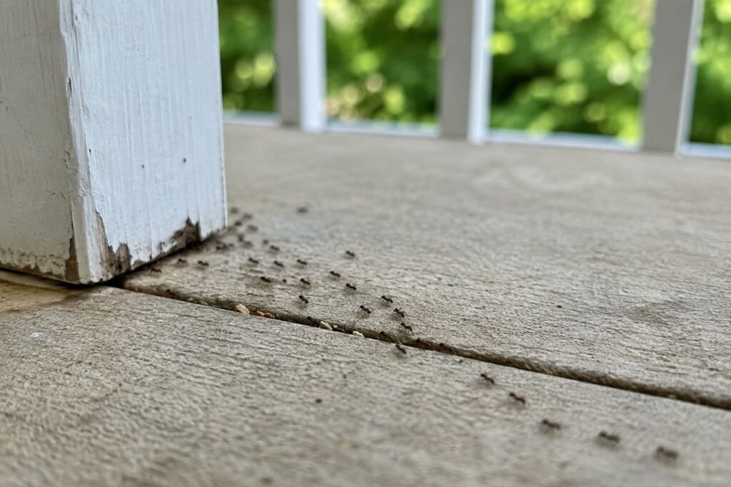 Ant trail on a porch