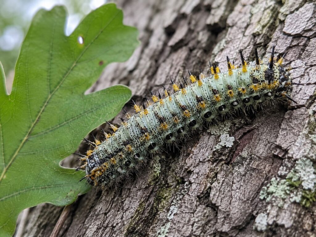 pale green spiky caterpillar